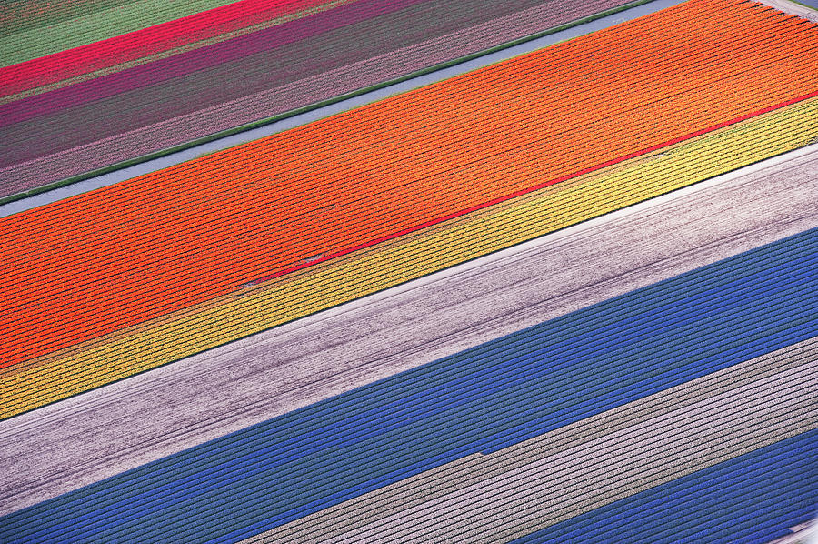 Tulip Fields Between Sassenheim And #1 Photograph by Atlantide Phototravel