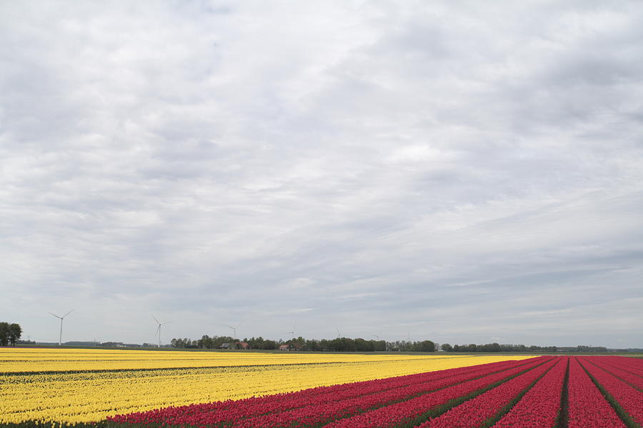 Flower Photograph - Tulip fields in the Netherlands #1 by Ronald Jansen