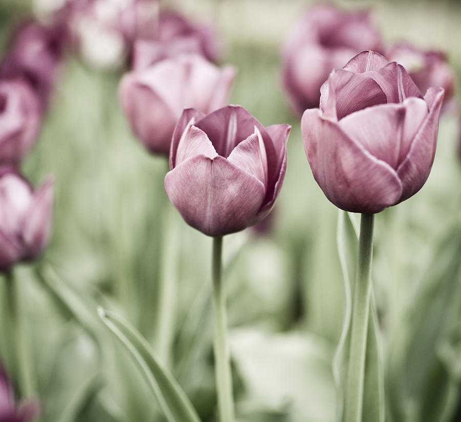 Tulip Photograph - Tulip Garden #1 by Frank Tschakert