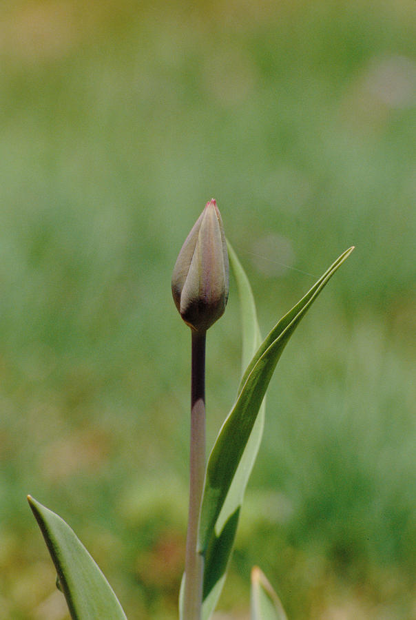 Tulip Growing #1 Photograph by C.r. Sharp