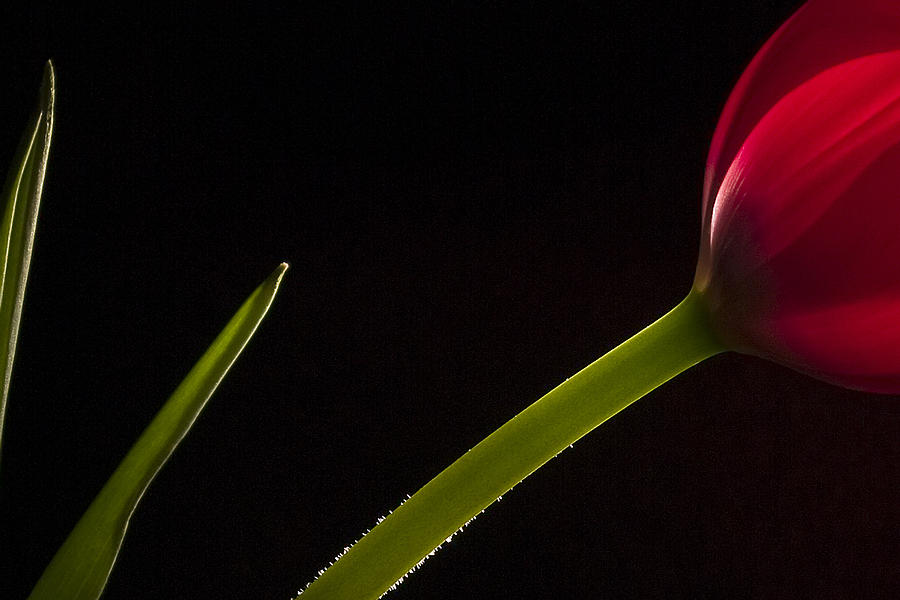 Tulip on Black #1 Photograph by Andrew Soundarajan