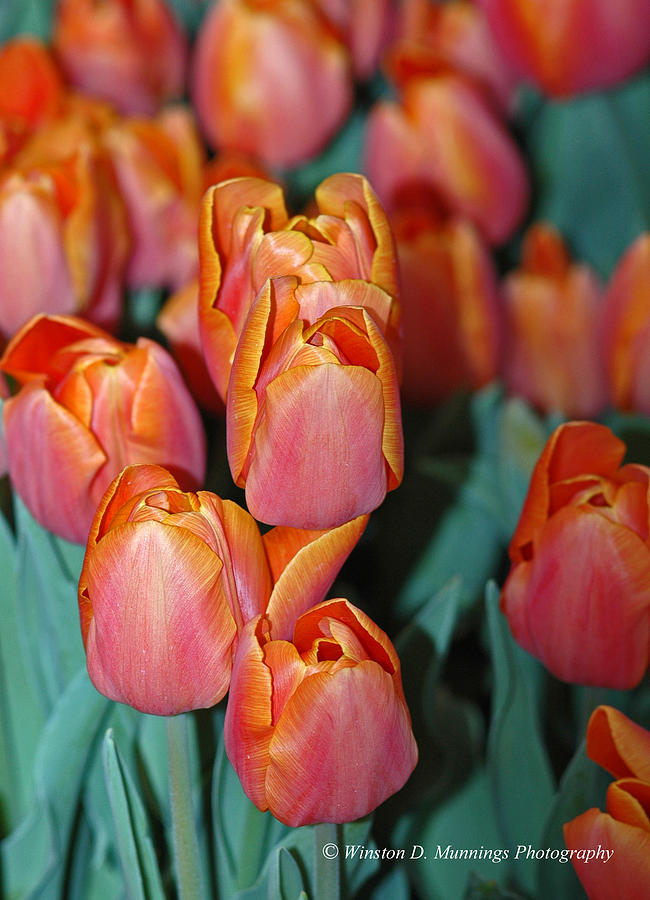 Tulip - Pako Orange #1 Photograph by Winston D Munnings