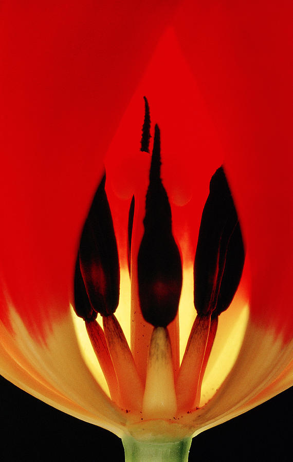 Tulip #1 Photograph by Perennou Nuridsany