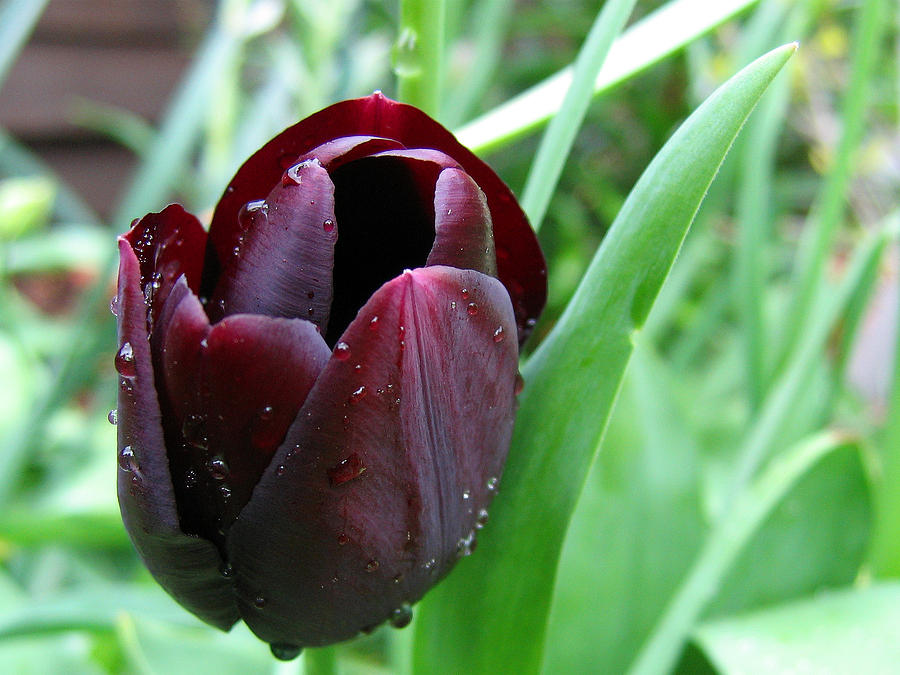 Tulip Queen of Night #1 Photograph by Helene U Taylor