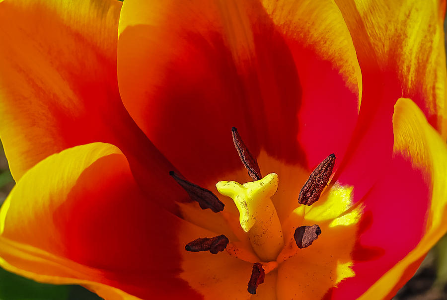 Tulip #1 Photograph by Robert Mitchell