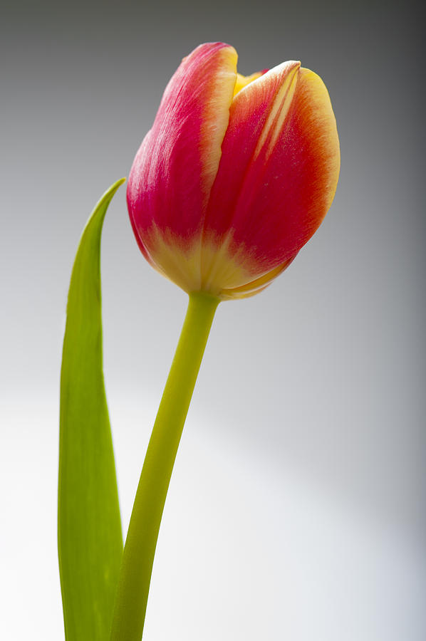 Tulip #1 Photograph by Sebastian Musial