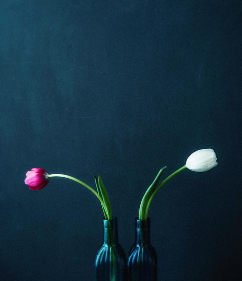 Tulip Still Life For Mothers Day #1 Photograph by Catlane