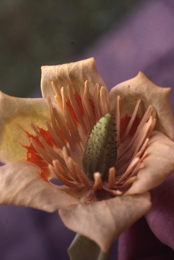 Tulip Tree Flower #1 Photograph by Retro Images Archive