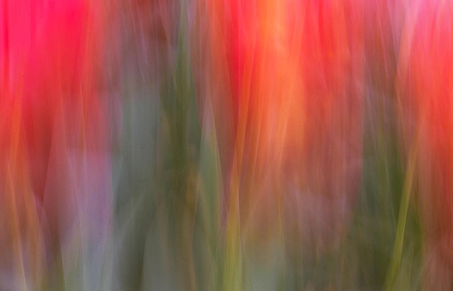 Tulip Waves #1 Photograph by Marion McCristall