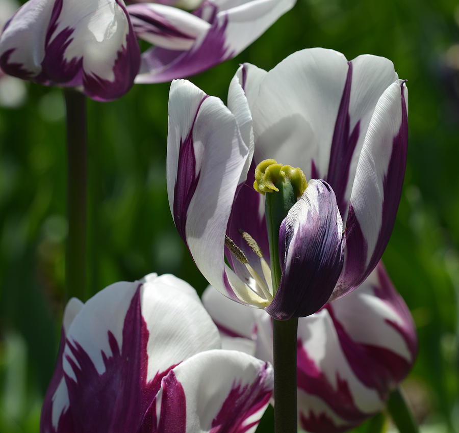 Tulip #1 Photograph by Yue Wang