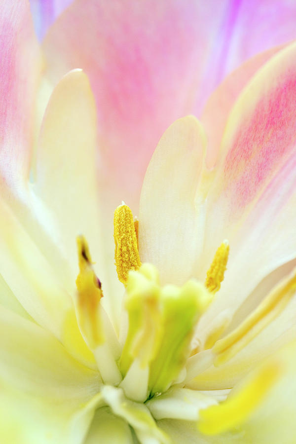 Tulipa peaches And Cream #1 Photograph by Science Photo Library Tulipa peaches And Cream #1 Photograph by Science Photo Library