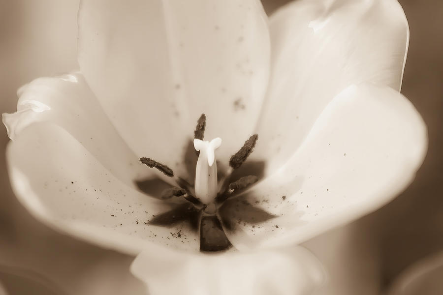 Tulips #1 Photograph by Alex Grichenko