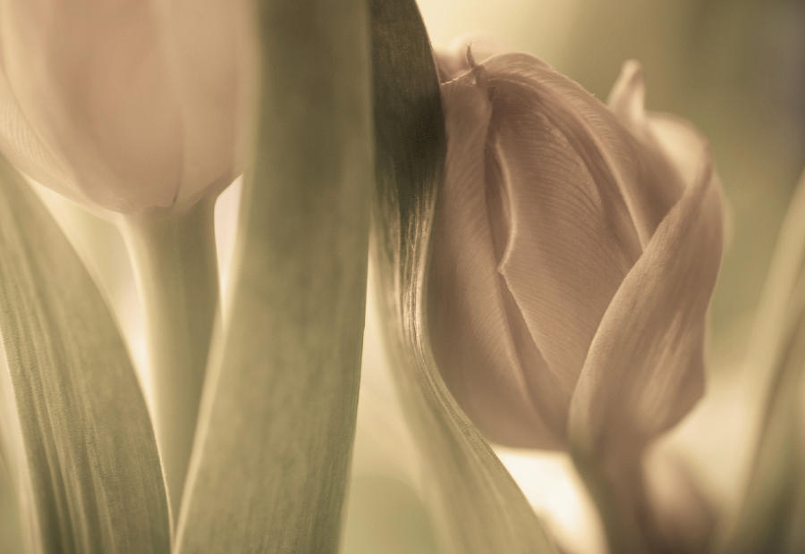 Still Life Photograph - Tulips #1 by Allan Wallberg
