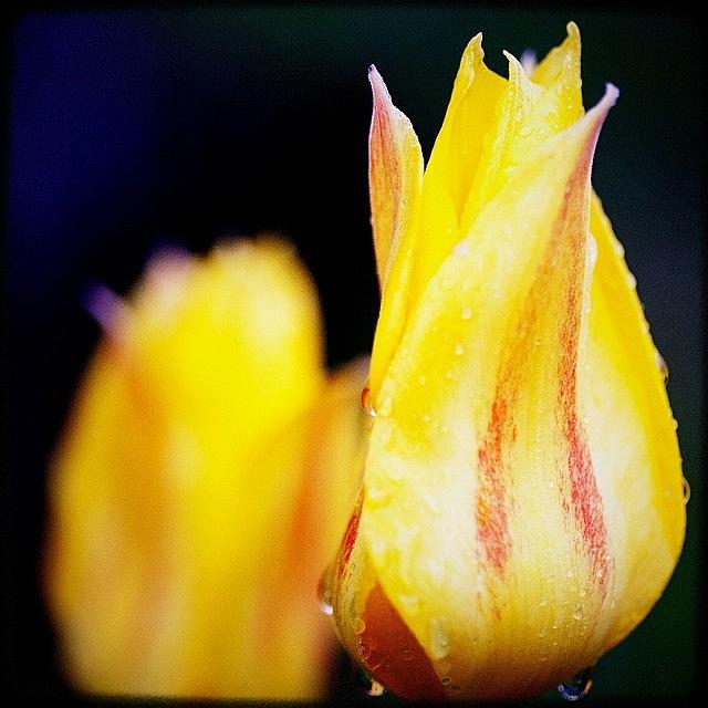 Tulip Photograph - Tulips Are The Best Gift Of Spring #1 by Kevin Smith