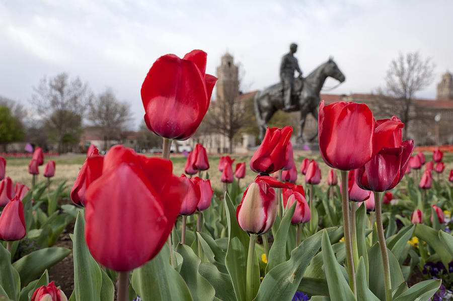Tulips at Texas Tech University Photograph by Melany Sarafis