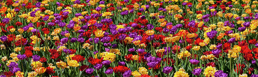 Nature Photograph - Tulips At The Canadian Tulip Festival #1 by David Chapman