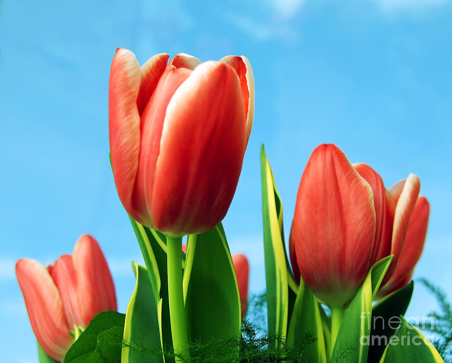 Easter Photograph - Tulips background #1 by Michal Bednarek