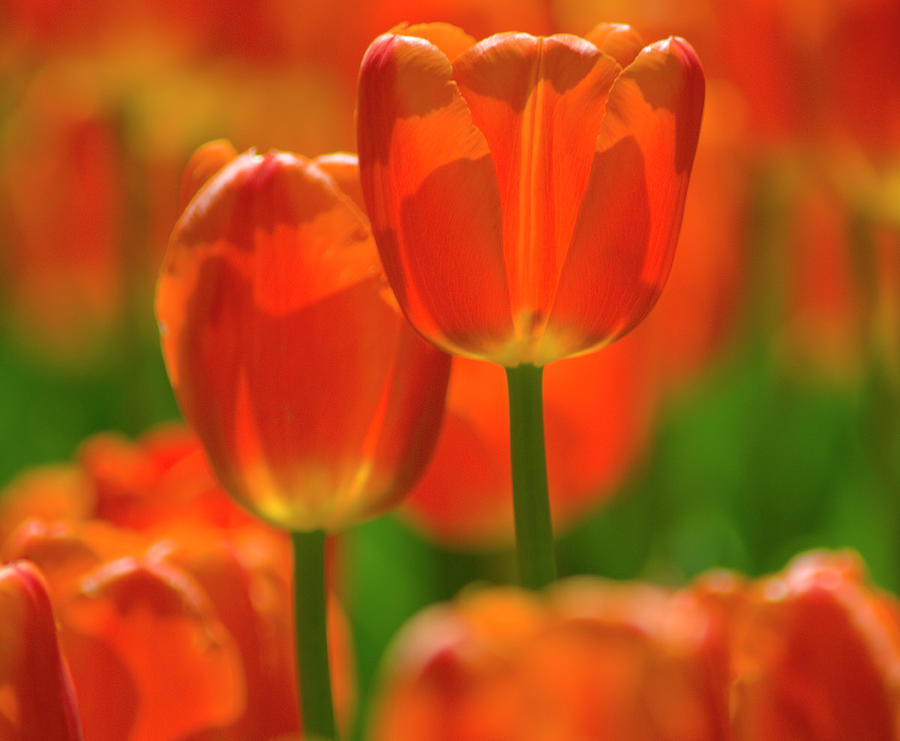 Tulips #1 Photograph by Dennis Mccoleman