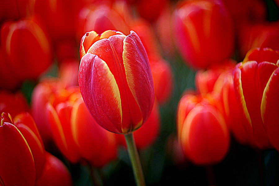 Tulips  #1 Photograph by Diana Mary Sharpton