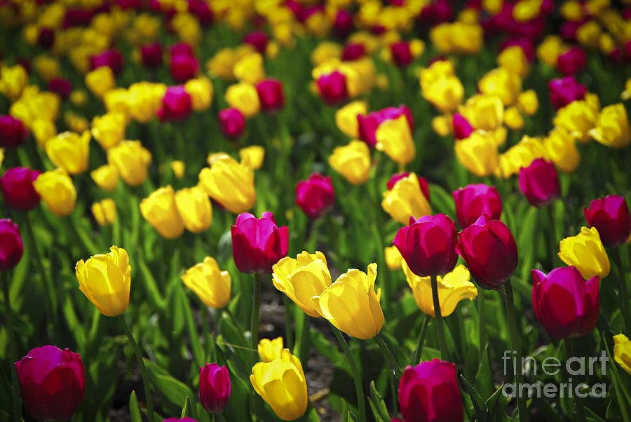 Tulips 1 Photograph by Elena Elisseeva