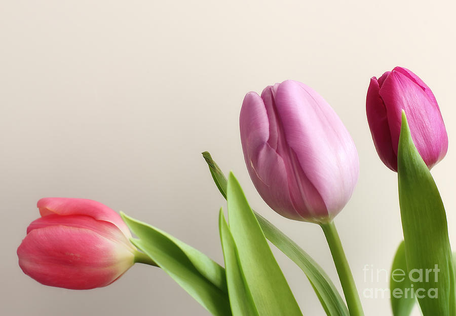 Tulips #1 Photograph by LHJB Photography - Fine Art America