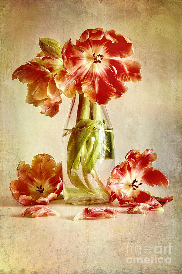 Tulips in vintage milk bottle  #1 Photograph by Sandra Cunningham