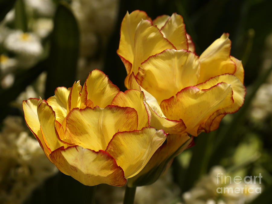 Tulips #2 Photograph by Inge Riis McDonald