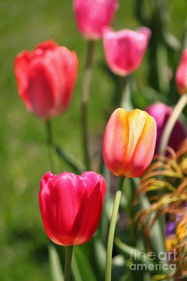 Tulips #1 Photograph by Jeff Breiman