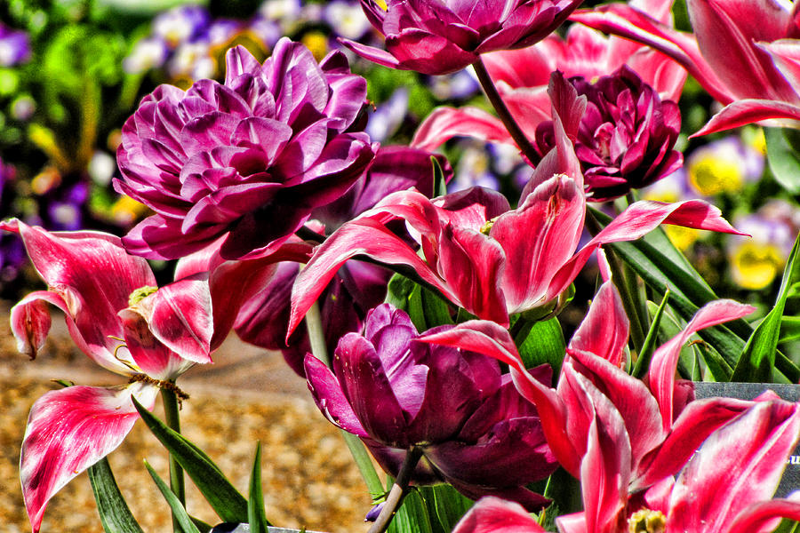 Tulips #1 Photograph by John Freidenberg