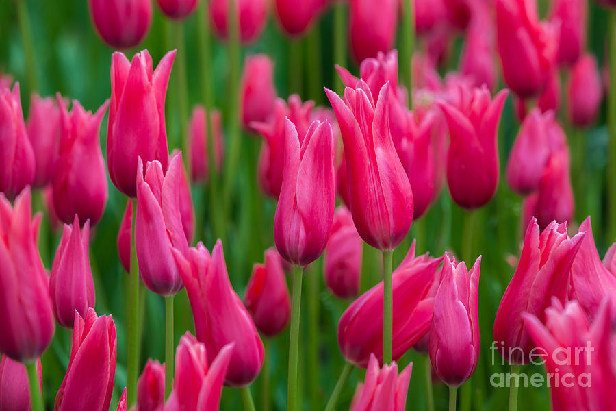 Tulips by Katka Pruskova Tulips by Katka Pruskova
