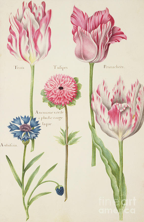 Nicolas Robert Painting - Three Broken Tulips, Cornflower and Anemone by Nicolas Robert