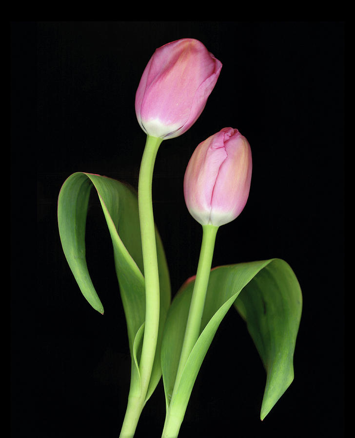 Flower Photograph - Tulips On Black Background #1 by Anna Miller