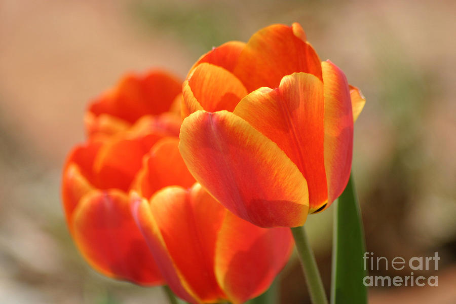 Tulips On Fire #2 Photograph by Living Color Photography Lorraine Lynch