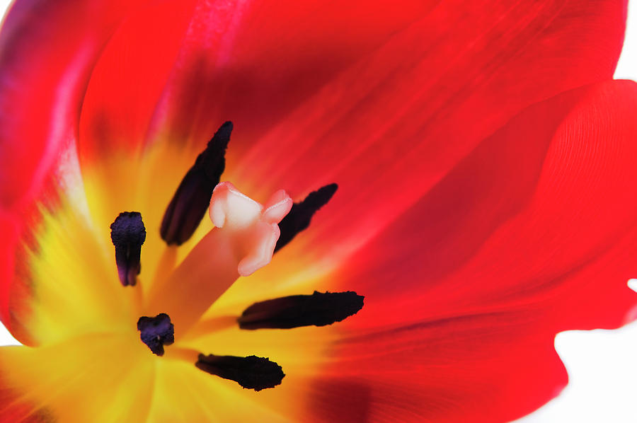 Spring Photograph - Tulips Reproductive Structures #1 by Gustoimages/science Photo Library