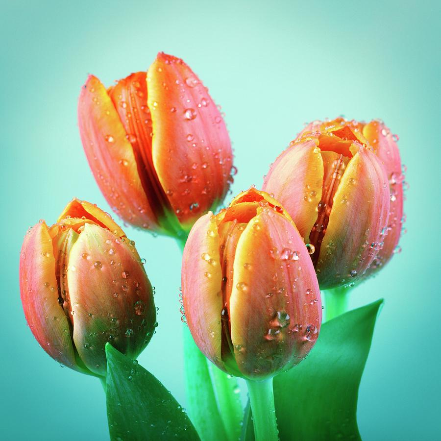 Tulips #1 Photograph by Wladimir Bulgar