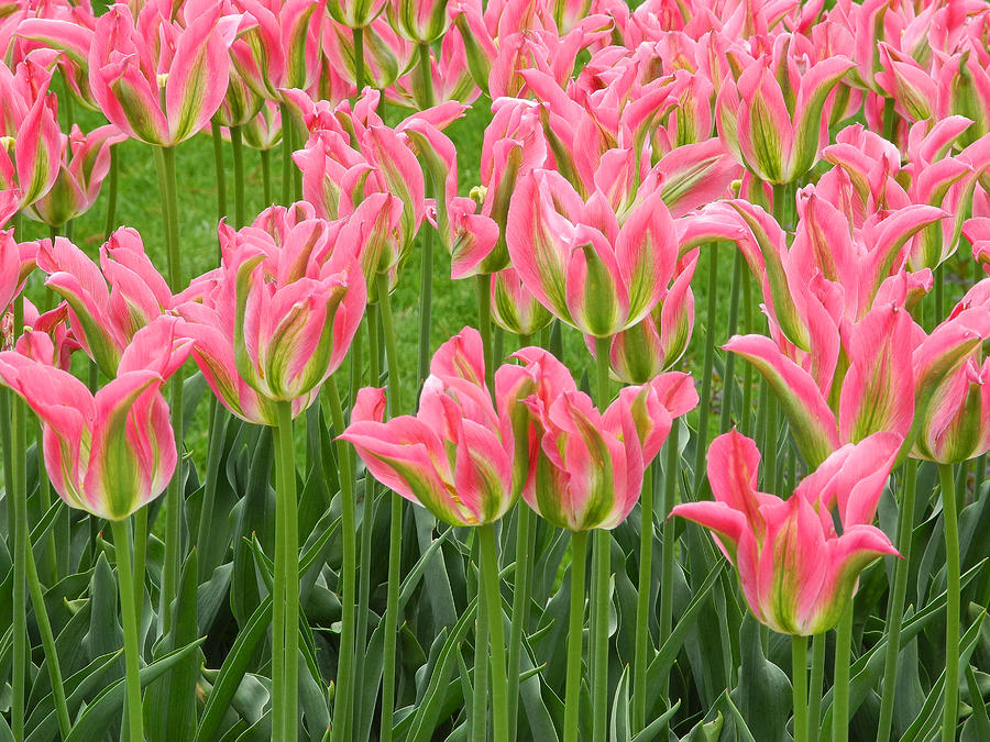 Tulips #1 Photograph by Yue Wang