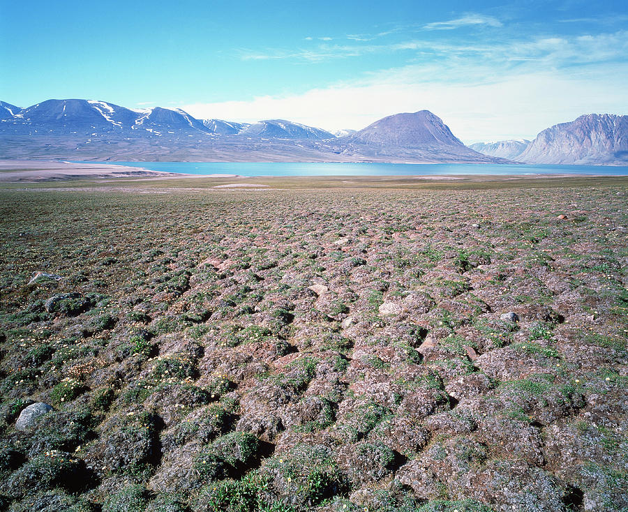 Почвы арктических пустынь в северной америке. Тундровые глеевые тундра. Почвы тундры в Северной Америке. Арктические пустыни Северной Америки почвы.