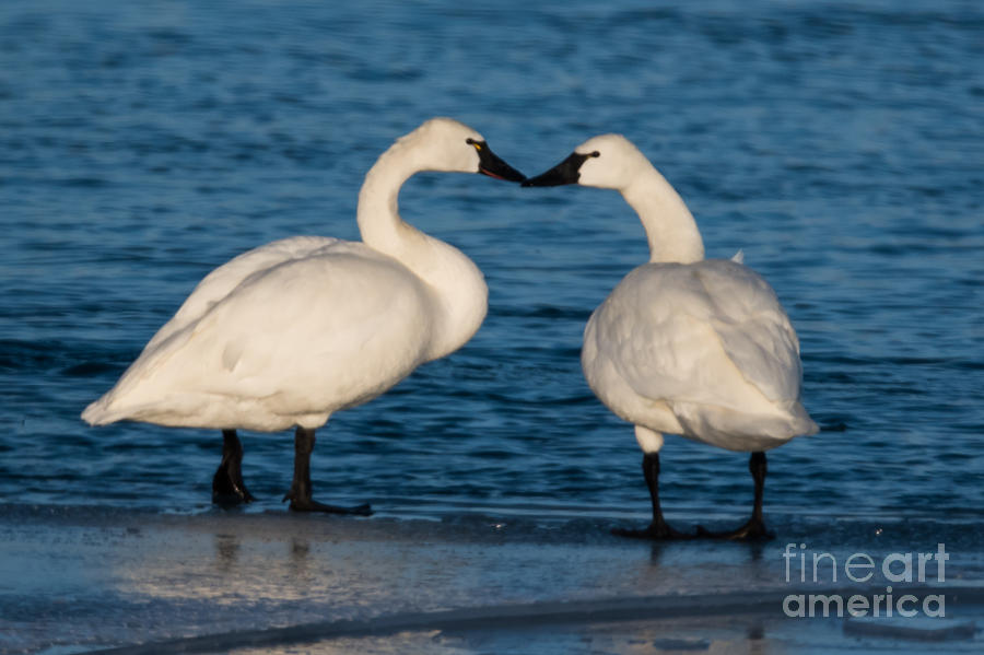 Tundra Swans #1 Photograph by Ronald Grogan