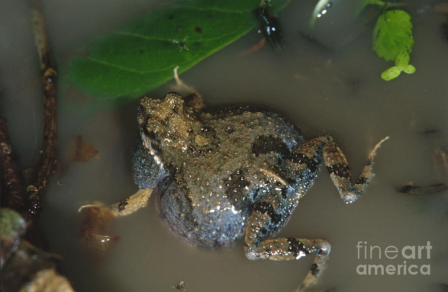 Tungara Frog Vocalizing Photograph by Gregory G. Dimijian, M.D.