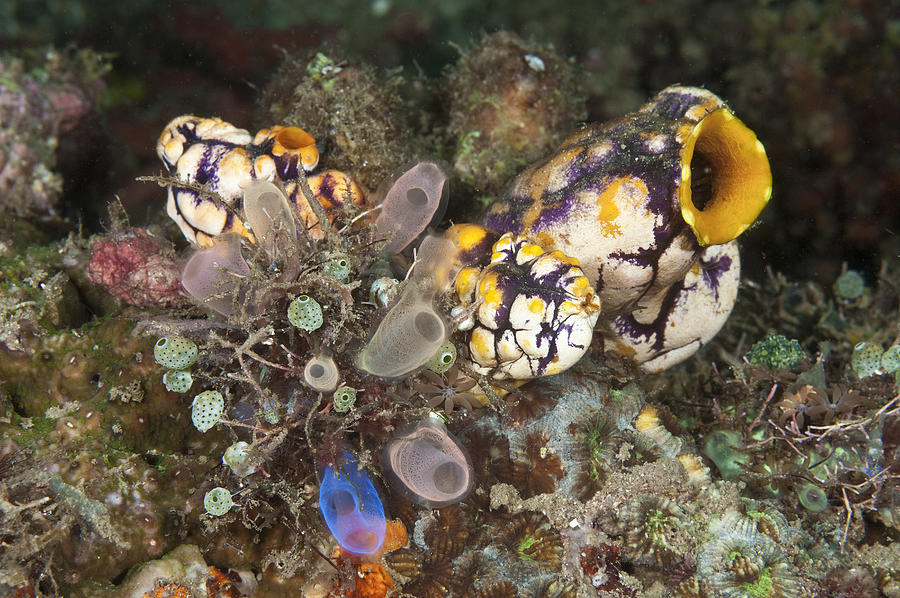 Tunicates #1 Photograph by Andrew J. Martinez