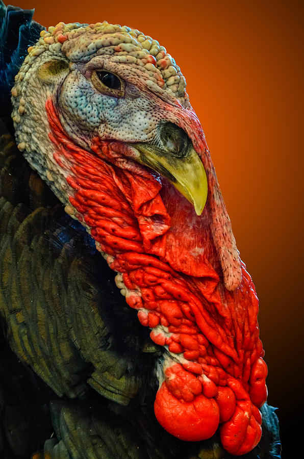 Turkey #1 Photograph by Brian Stevens