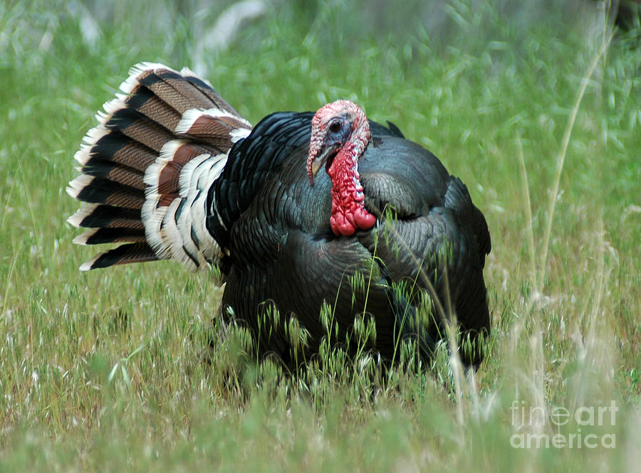 908P Wild Tom Turkey Photograph by NightVisions