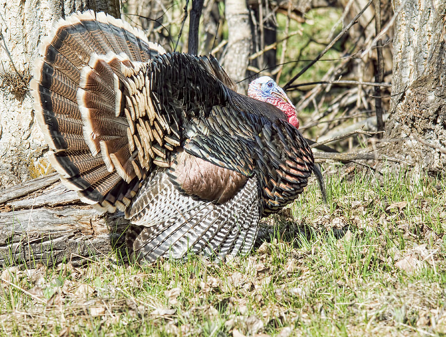 Turkey Tom #1 Photograph by Gary Beeler