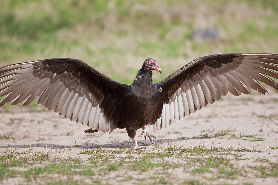 Turkey Vulture (cathartes Aura Photograph by Larry Ditto - Fine Art America