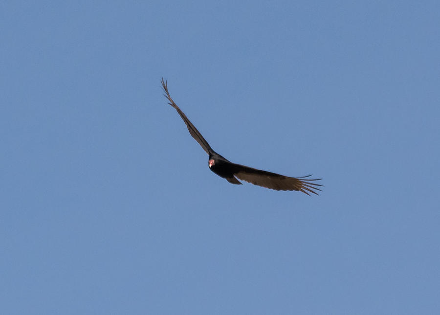 Turkey Vulture #1 Photograph by Holden The Moment