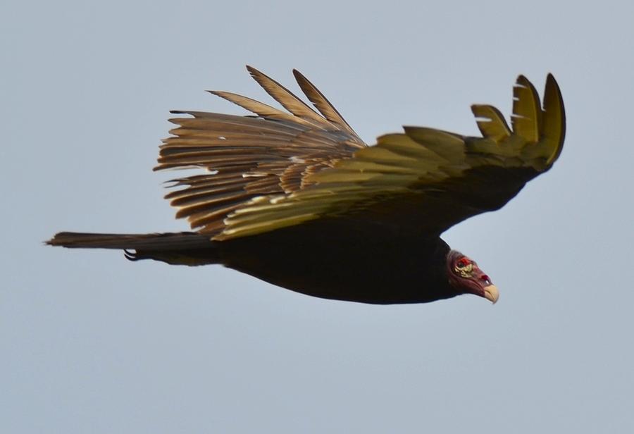 Vulture Photograph - Turkey Vulture #2 by Lorelei Galardi