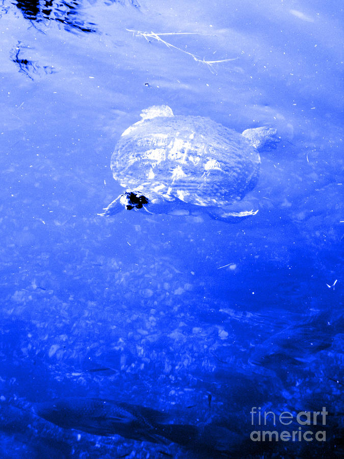 Turtle. Blue #2 Photograph by Oksana Semenchenko