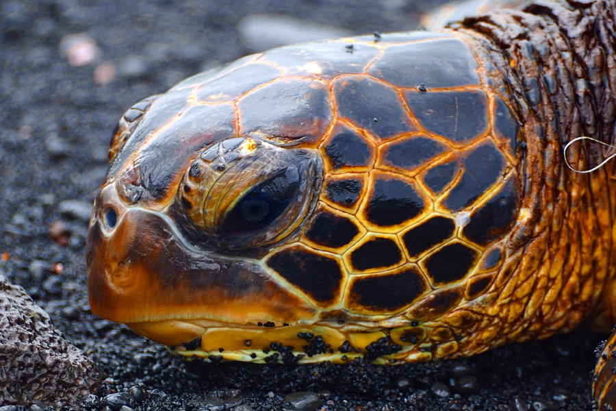 Turtle Photograph - Turtle Eye #1 by Patrick Roberto