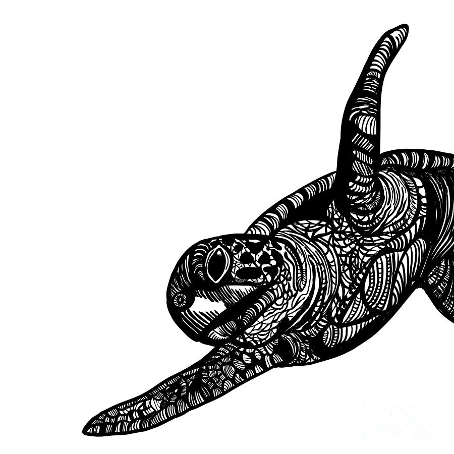 Turtle Digital Art - Turtle #1 by HD Connelly