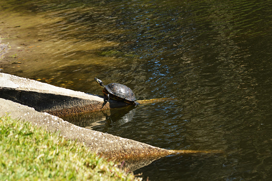 Turtle #1 Photograph by Linda Kerkau